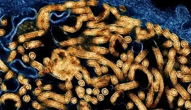Organização Mundial da Saúde declara surto de ebola na África: “Emergência global”