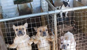 CRMV-AL reforça os cuidados preventivos com cadelas e gatas