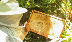 Ministério do Desenvolvimento Agrário e Uniprópolis lançam projeto para aumentar produção da própolis vermelha dos manguezais de Alagoas