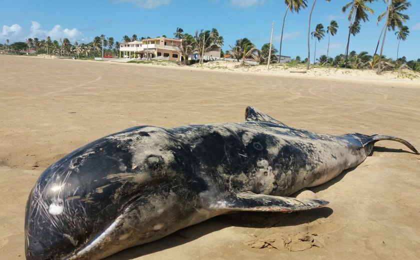 AL tem seis golfinhos mortos em uma semana e nº chama atenção do Instituto Biota