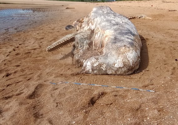 Baleia cachalote é encontrada em avançado estágio de decomposição em foz de rio em Maragogi