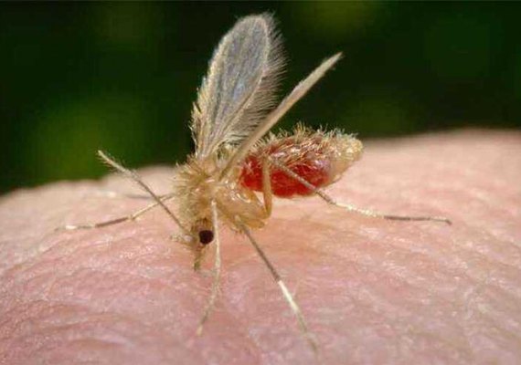 Secretaria de Saúde de Maceió orienta sobre os cuidados com a Leishmaniose