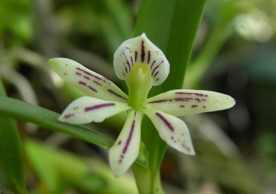 Alagoas ganha novo projeto para estudo científico sobre orquídeas nativas