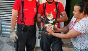 Vídeo: Bombeiros são acionados para resgatar gato preso em parede em União dos Palmares