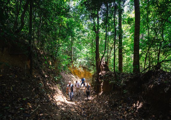 Trilha pela Mata Atlântica em Fernão Velho é reativada após ações de limpeza e iluminação