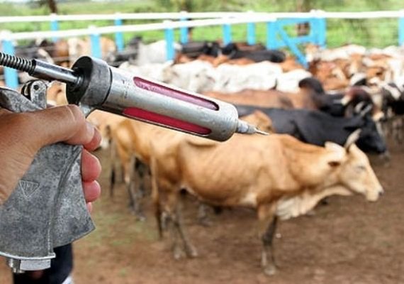 Brasil reduzirá dose de vacina contra aftosa em 2018, diz Sindan