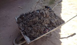 Manchas de óleo são registradas em Maragogi  nesta segunda-feira (03)