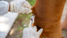 Saúde de Maceió reforça importância da vacinação de cães e gatos contra a raiva