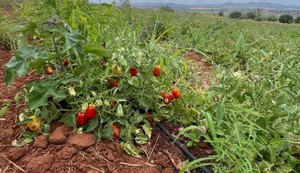 Operação descobre furto diário de 40 mil litros de água para irrigar plantação de tomates