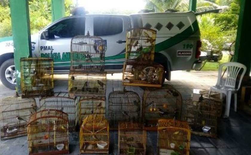 Batalhão Ambiental apreende 151 pássaros mantidos em cativeiro em Alagoas