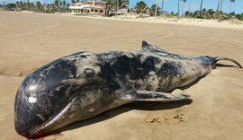 AL tem seis golfinhos mortos em uma semana e nº chama atenção do Instituto Biota