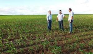 Produtor de Sergipe investe na plantação de milho em Alagoas