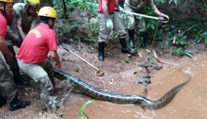 Sucuri de seis metros é capturada perto de condomínio em Goiás