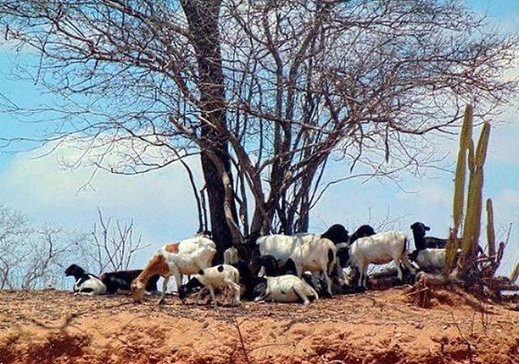 Alto Sertão é responsável por 30% da criação de cabras em Alagoas