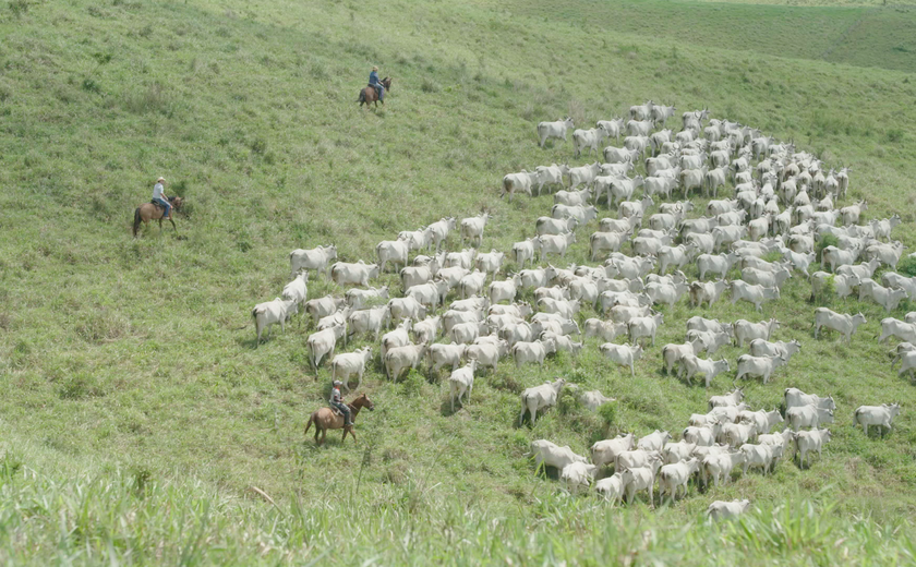 Produtores vão se reunir em Alagoas para discutir desenvolvimento da pecuária no Nordeste