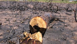 Relatório aponta redução do desmatamento no Brasil, mas reforça desafios para a conservação da Caatinga