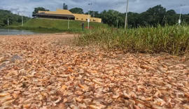 Prefeitura faz retirada de milhares de camarões encontrados mortos no Rio Tietê