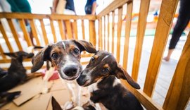 Saúde orienta tutores sobre cuidados com cães e gatos nos festejos juninos