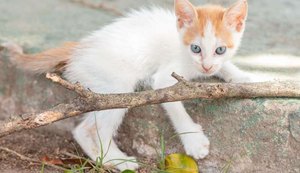 Feira de Adoção leva 25 animais para a Rua Aberta neste domingo (7)
