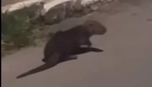 Lontra aparece em rua de Arapiraca e chama atenção de moradores