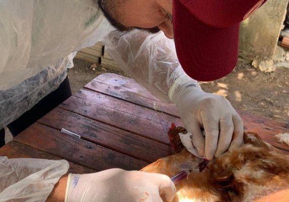 Adeal inicia segunda fase da sorologia de aves de subsistência