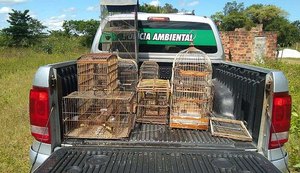Operação da Polícia Ambiental resgata 17 aves silvestres em cidades de Alagoas