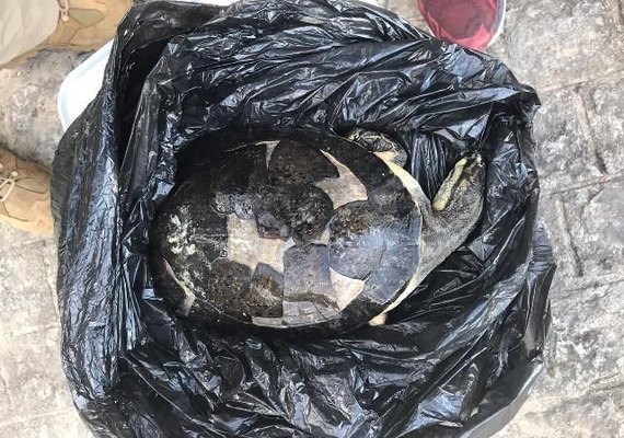 Cágados surgem mortos em Jequiá da Praia