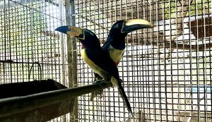 Cetas destina aves silvestres inaptas à soltura para empreendimento no RJ