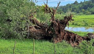 Árvore cai sobre rede elétrica e paralisa captação de água do Pratagy