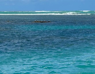 Inscrições abertas para o I Curso de Campo em Ecologia e Sustentabilidade na Costa Nordestina (ECOSTA 2025)