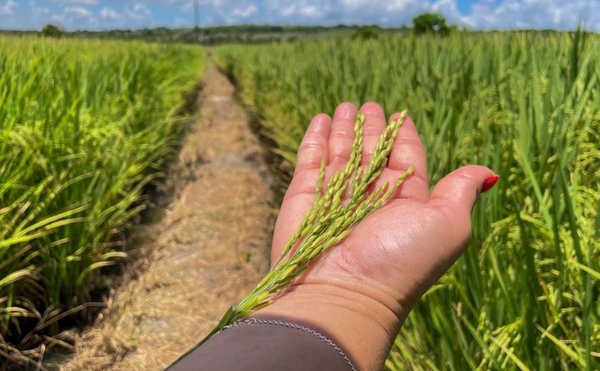 Alagoas Mais Arroz apresenta resultado positivo em novas variedades implantadas