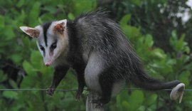 Equatorial não se responsabiliza por apagão do último sábado