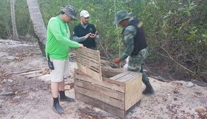 IMA e ICMBio flagram pesca ilegal de caranguejos-uçá no Litoral Norte de Alagoas