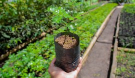 Aqui a gente cuida: Projeto “Disk Mudas” incentiva reflorestamento urbano e já distribuiu mais de 500 mudas em Coruripe