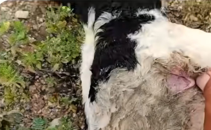 Novo ataque de criatura misteriosa causa a morte de gansos e ovelhas em Alagoas