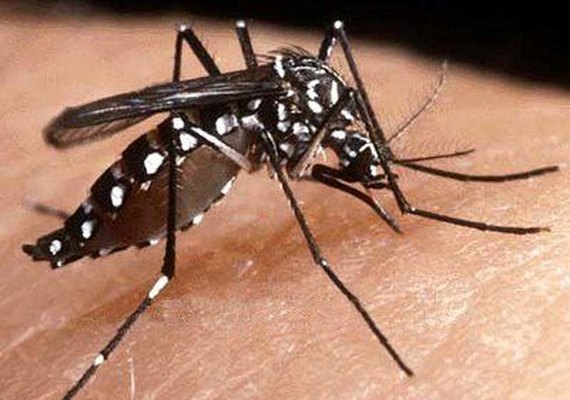 Pesquisadores iniciam a segunda fase de testes de vacina contra Zika
