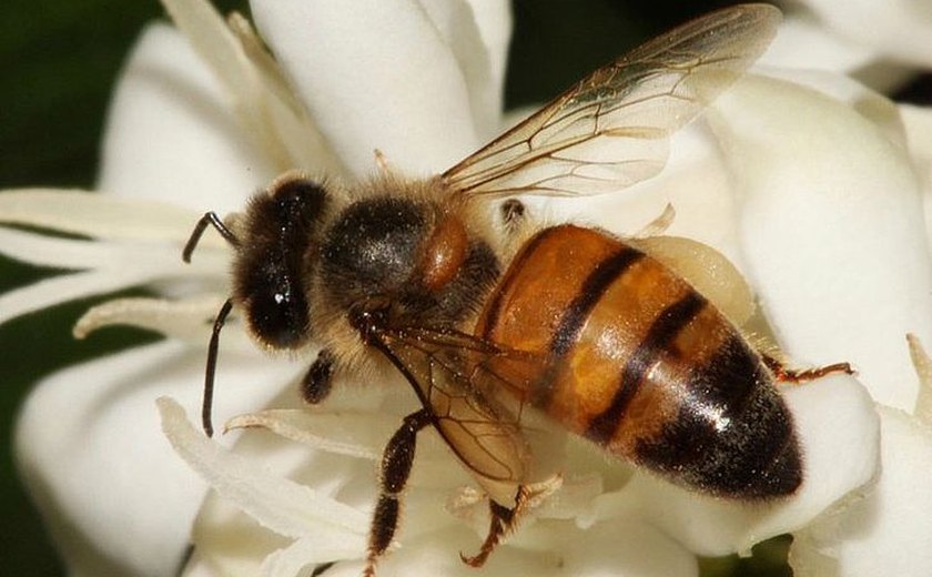 Ibama restringe uso de agrotóxicos à base de tiametoxam prejudiacial a abelhas
