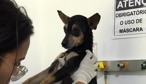Polícia Civil resgata cadela em Maceió após denúncia de abuso e maus-tratos