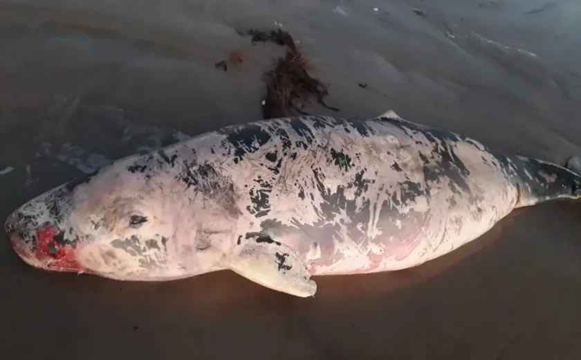 Baleia ferida é encontrada em praia do Pontal do Peba, AL