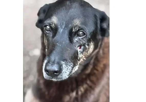 Polícia quer apreender passaporte de envolvido na morte do cão Orelha