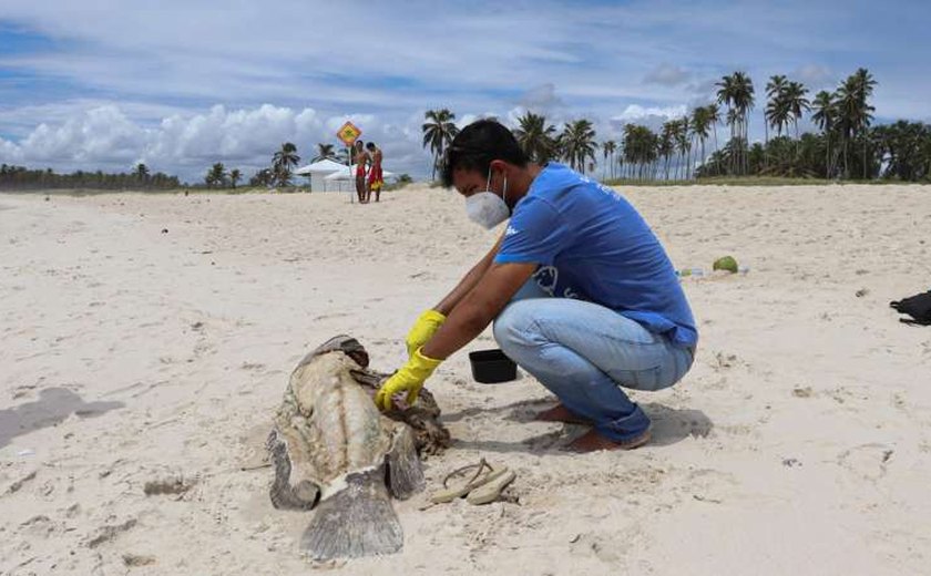 Especialistas estudam causas das mortes de peixes meros no litoral de Alagoas