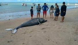 Baleia morta e tartaruga ferida são encontradas em praias de Alagoas