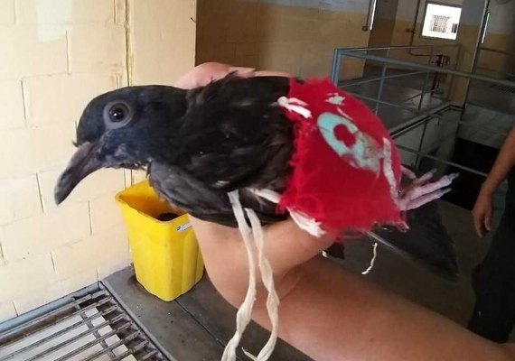 'Pombo-correio do crime' é capturado em penitenciária de Maceió