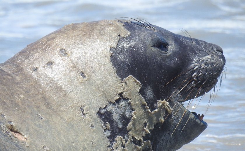 Vídeo mostra banhista tentando interagir com elefante-marinho em praia de Alagoas