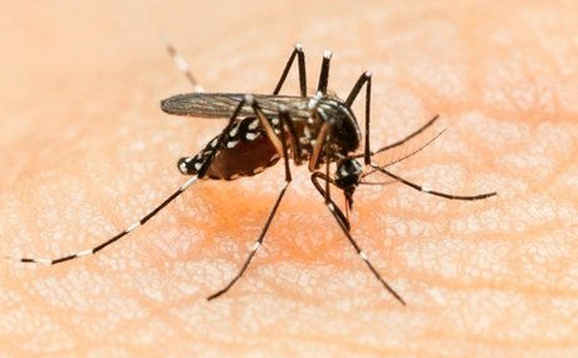 Governo federal convoca população de Alagoas para combater o Aedes aegypti