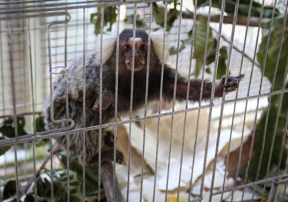 Número de saguis eletrocutados encaminhados ao Cetas dobra