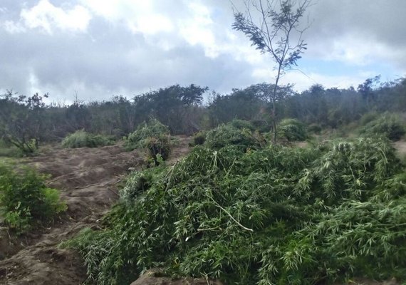Descoberto plantio irrigado com 22 mil pés de maconha no Sertão de Alagoas