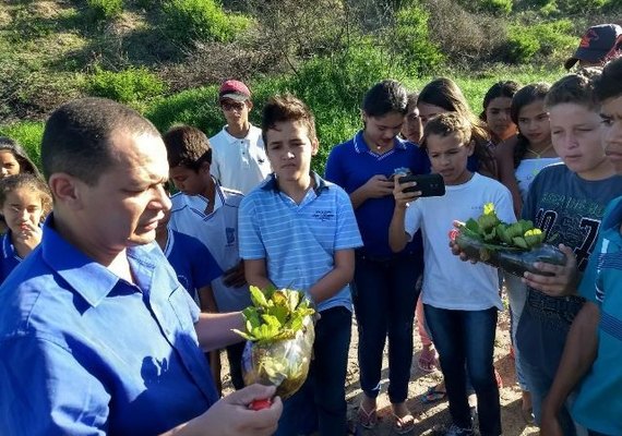 Planta é usada para recuperar nascentes em Cacimbinhas
