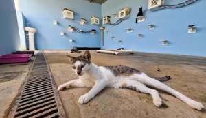 Programa de Apoio aos Animais promove Feira de Adoção