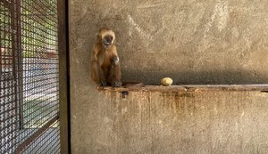 MP/AL avança com Plano de Ação Estadual para proteção do Macaco-prego-galego